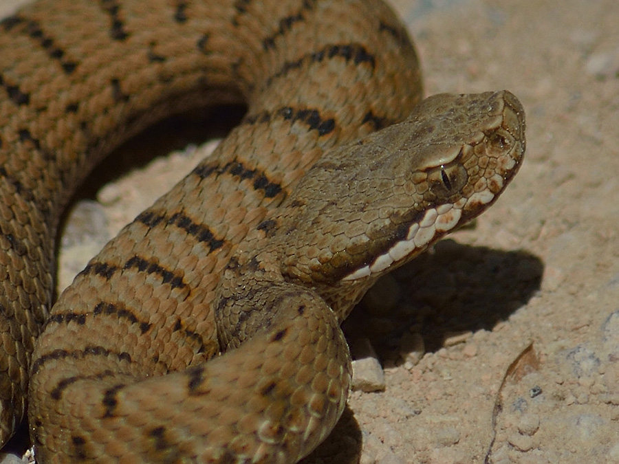 Vipera aspis dei Monti Lessini